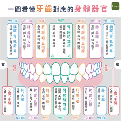 牙齒對應的身體器官 槿心纖燃力